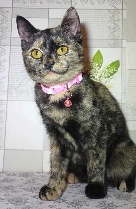 Котенок-девочка в поисках любящих хозяев