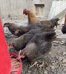 Pui Marans Coucou a Camile Dore (CCD) - barat 1+2
