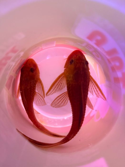 Продаётся парчевый сомик