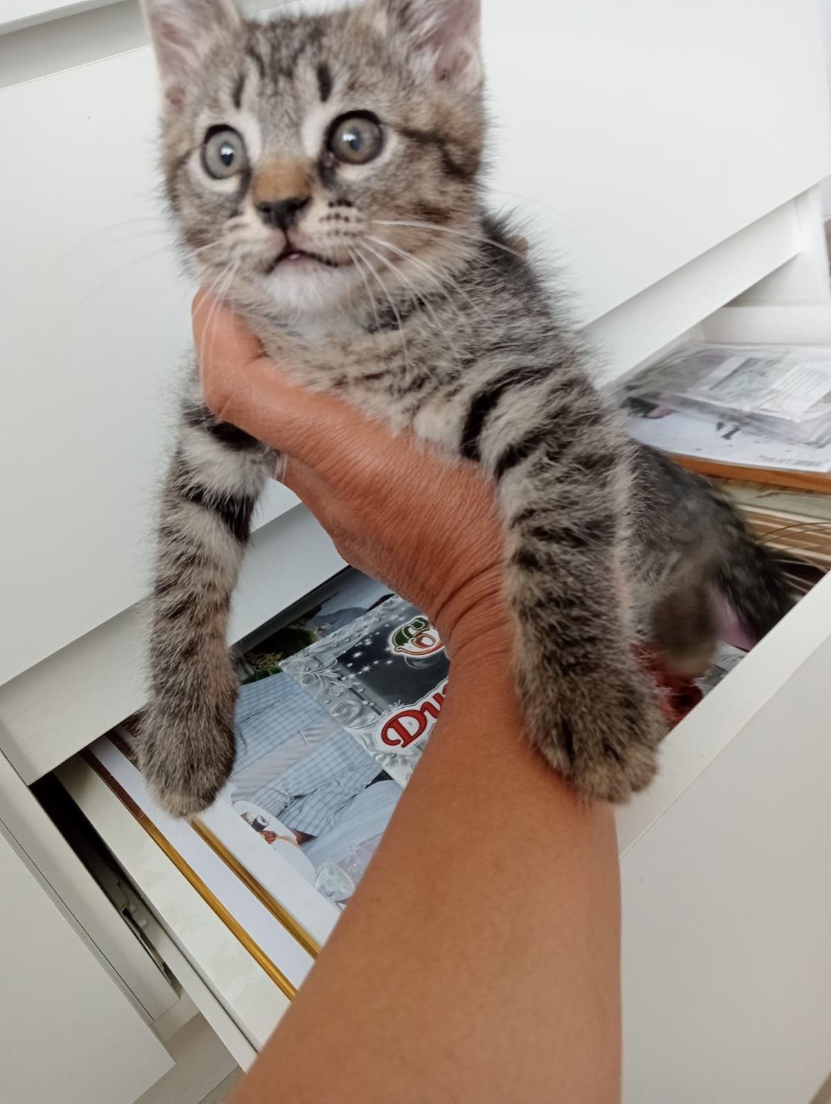 Отдам доброго игривого котёнка