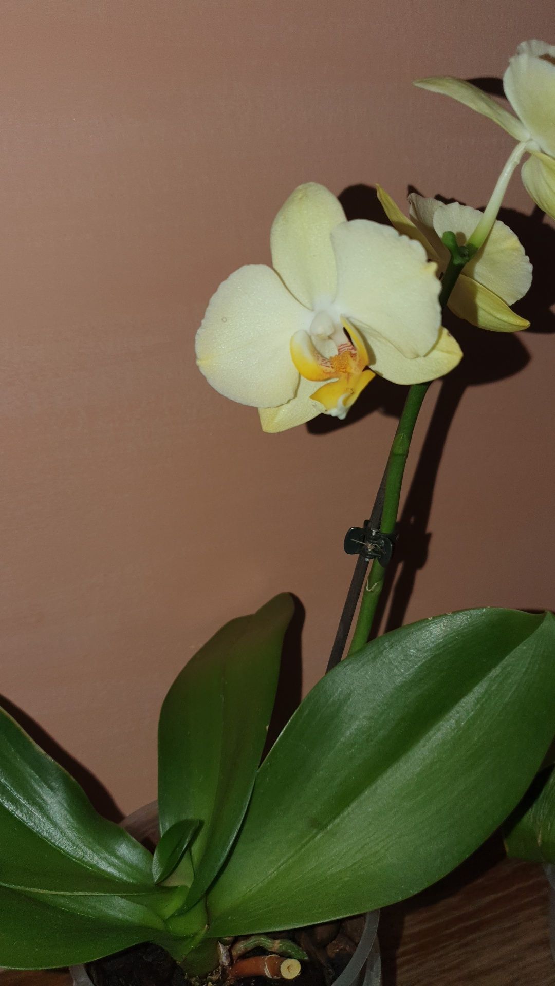 Продаю сортовую орхидею