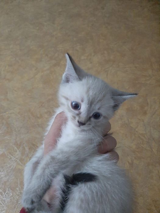 Отдам котика в добрые руки.Девочка 2-х месячная