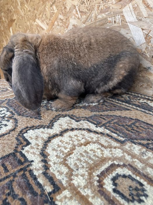 Iepuri berbec german