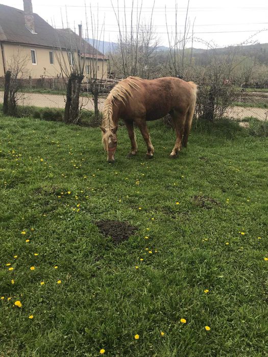 Cal  de  vanzare