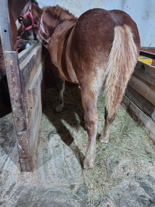 Vând mânz de 5 luni