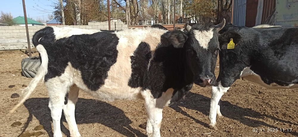 Продаются коровы
