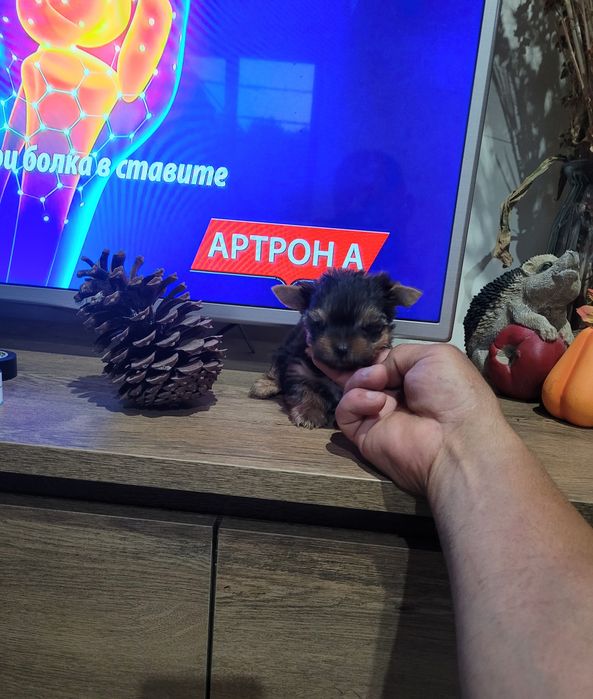 Мини Йоркширски териер йорки ДОСТАВКА