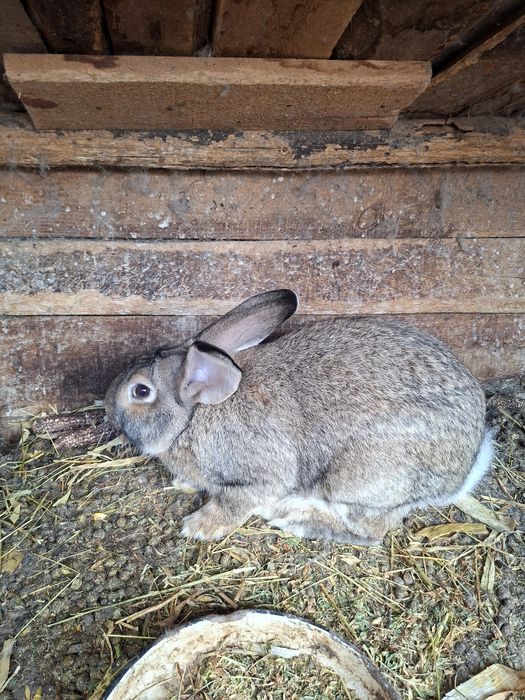 Продавам зайци различна възраст и породи