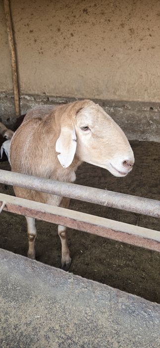 Арашан зотли йирик кочкор зот олиш учун сотилади