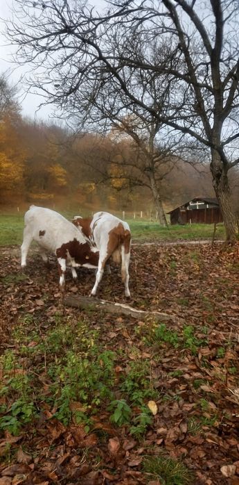 Oportunitate! Vând viței de calitate, ~300 kg