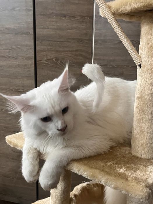 Femela Maine Coon alba PEDIGREE