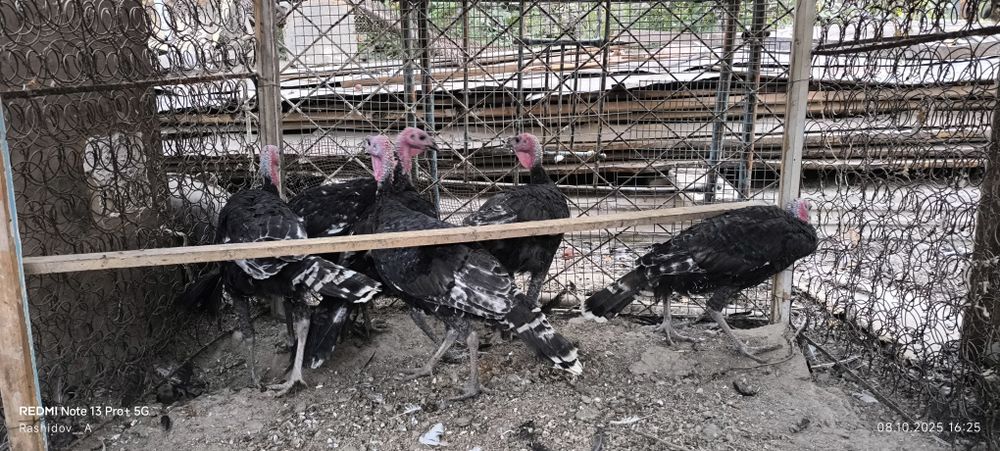 Куркала сотилади 6та бор хороз куркала хаммаси