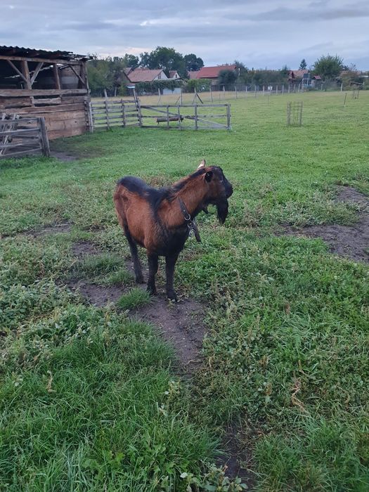 Țap alpină franceză