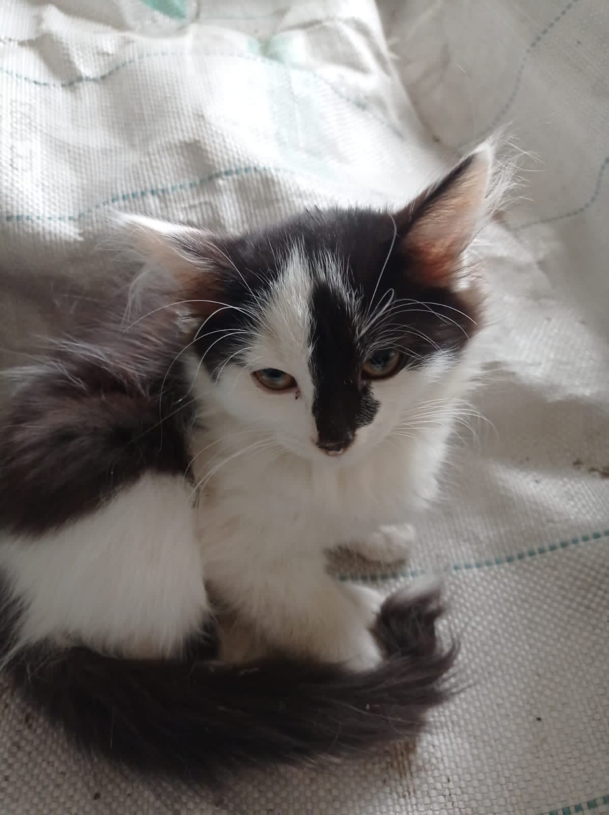 Дарю котят 2 мес