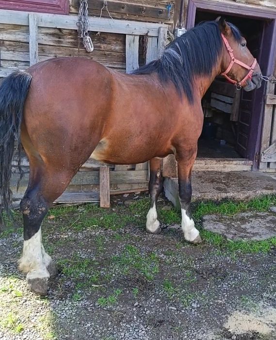 Cal de 3ani de vânzare