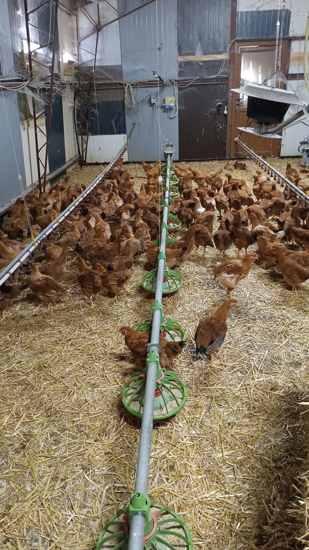 Găini de ouă, găini de curte, țară...