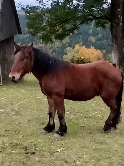 Vind minz de 2 ani jumate