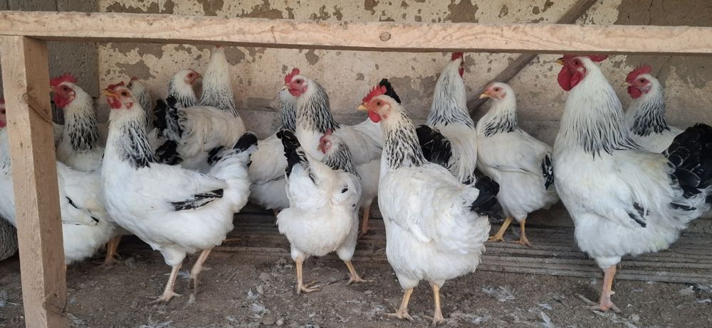 Росия линя адлер макён хӯрозлари сотилади