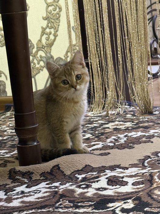 Scotish strite toza zotli mushuk