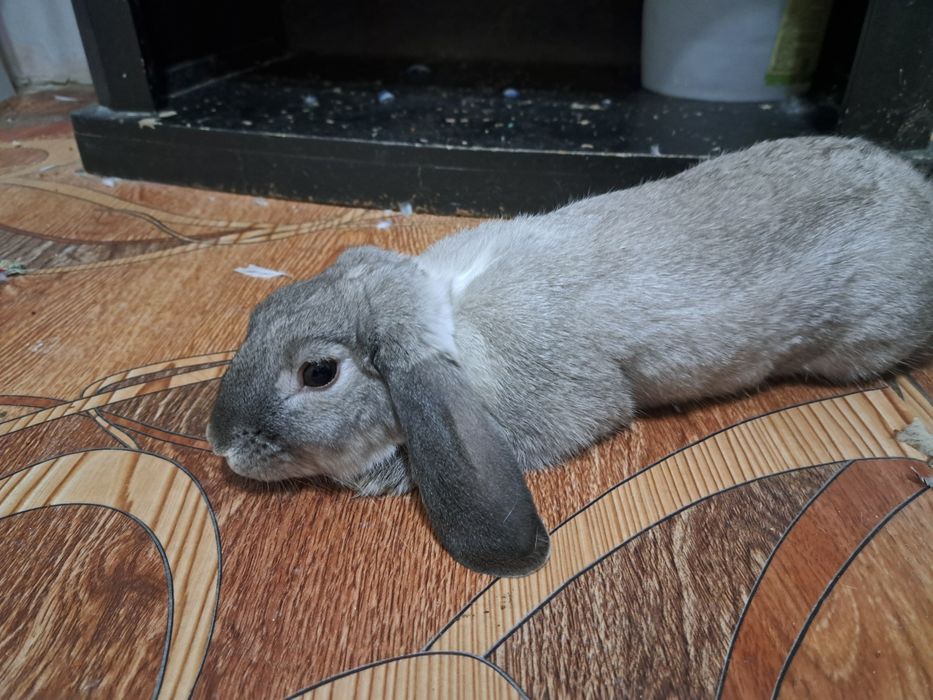 Домашный коян, пародасы "голланд лоп", уйретилген