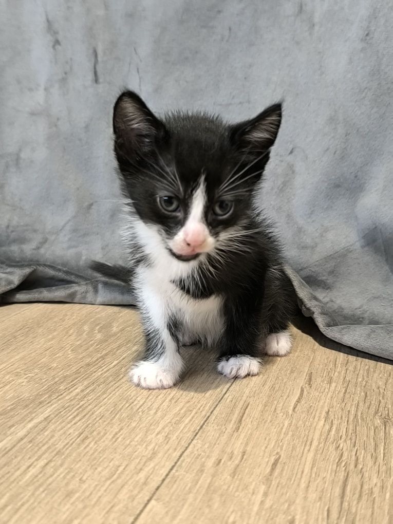 Котета търсят дом