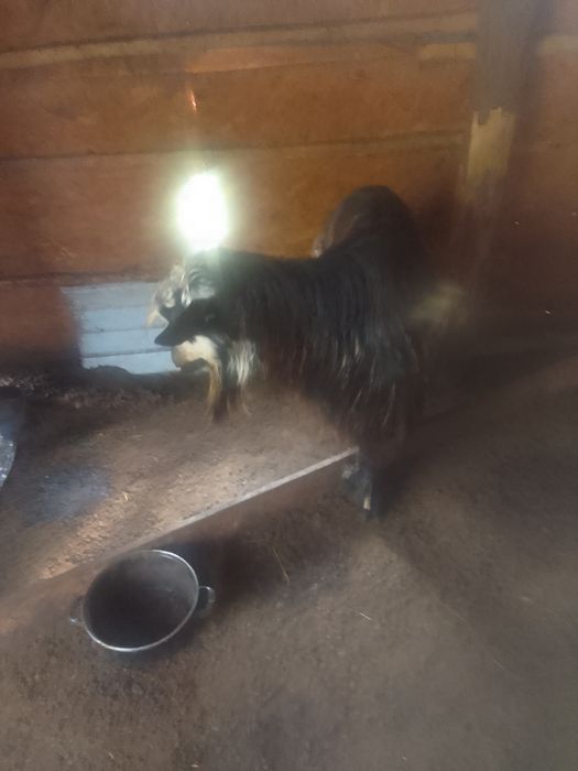 Ţap  de vânzare  din  mamă  zanen  şi tată  metis de alpin Francez