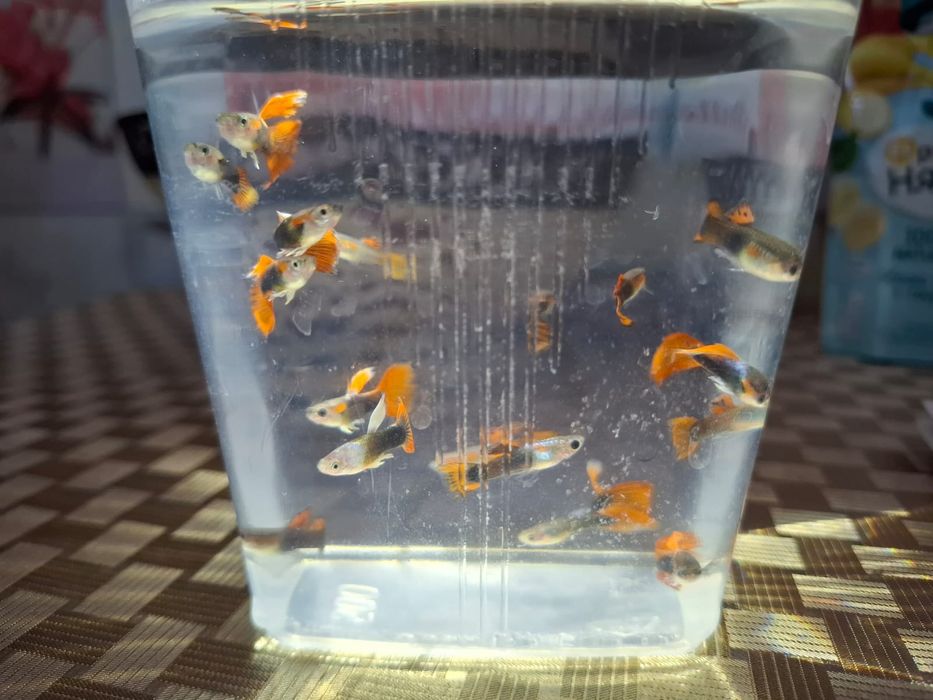 Гуппи гибриды малахит х оранжевые продаются только комплектами