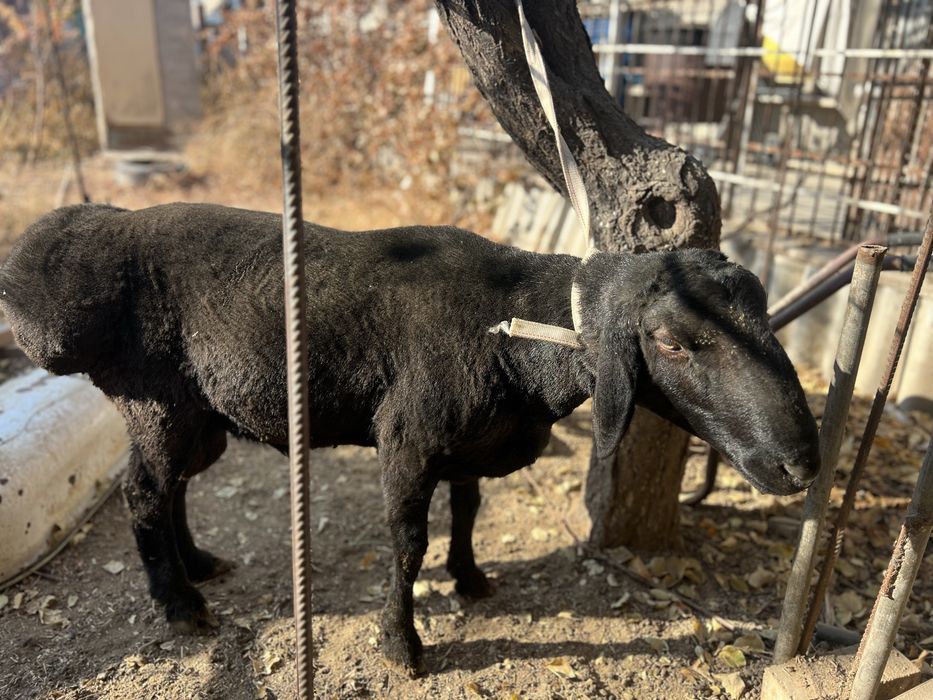 Қошқар сатылады семіз