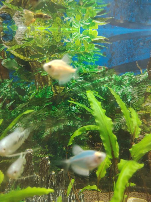 Обмен рыбок тернеция