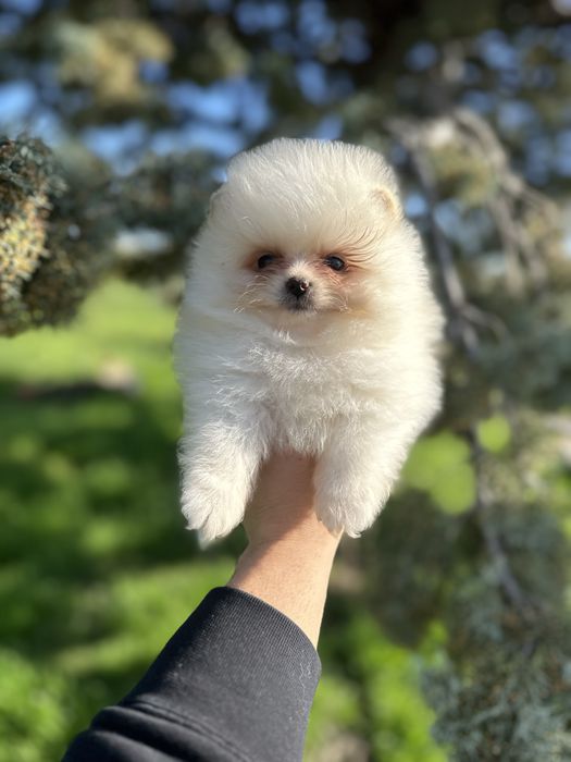 Мини Померан.