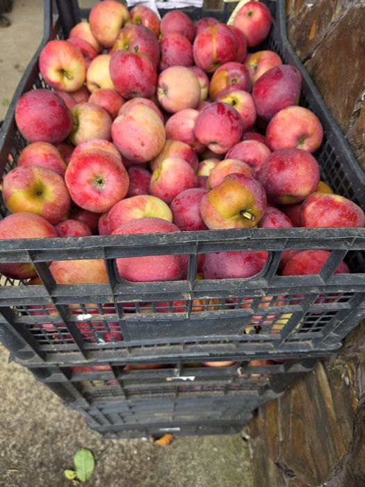Mere Florina si Starkison pentru consum
