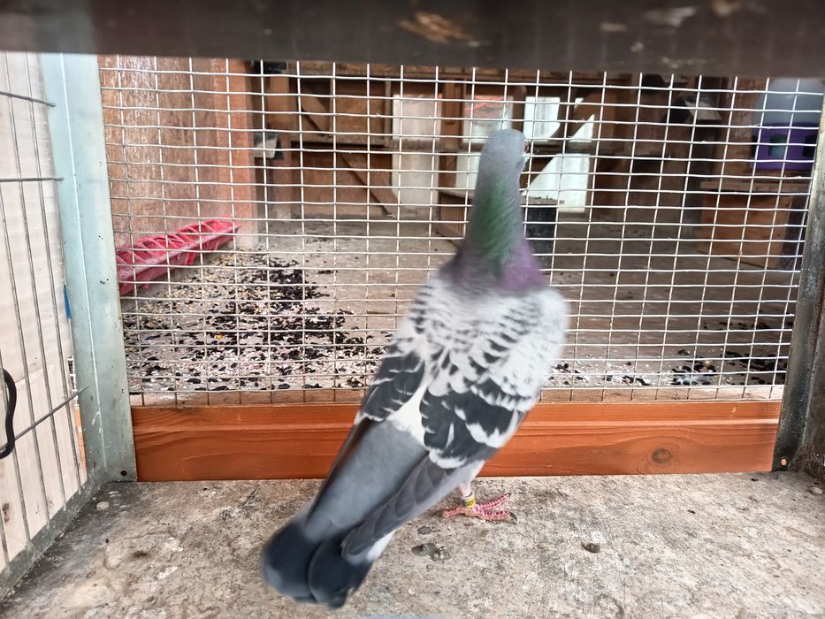 Vand Porumbel Femela