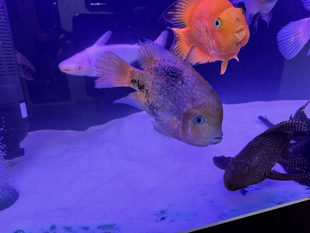 Американски цихлиди Cichlasoma Synspilum (Redhead cichlid)