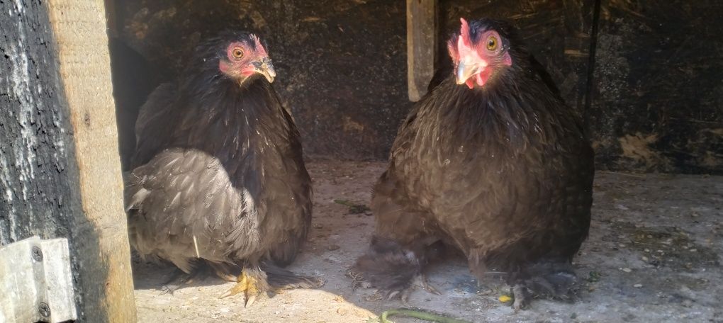 Găini cochinchina pitic negre