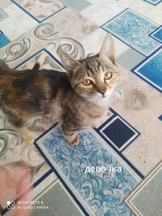 Котенок в добрые руки