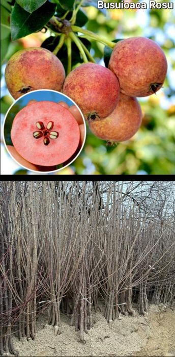 Meri-pomi fructiferi