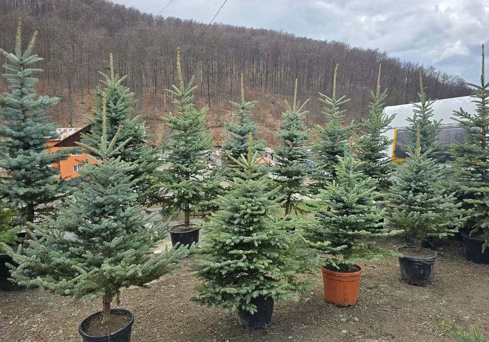 Plange ornamentale de diferite varietatii