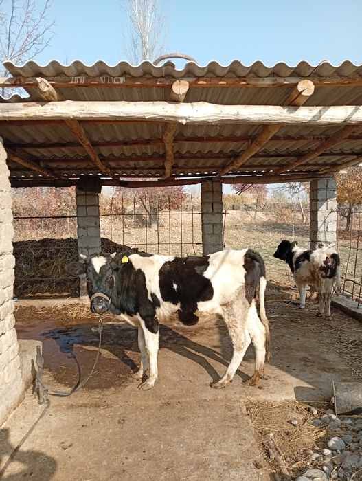 Ona bola sigir sotiladi.srochna