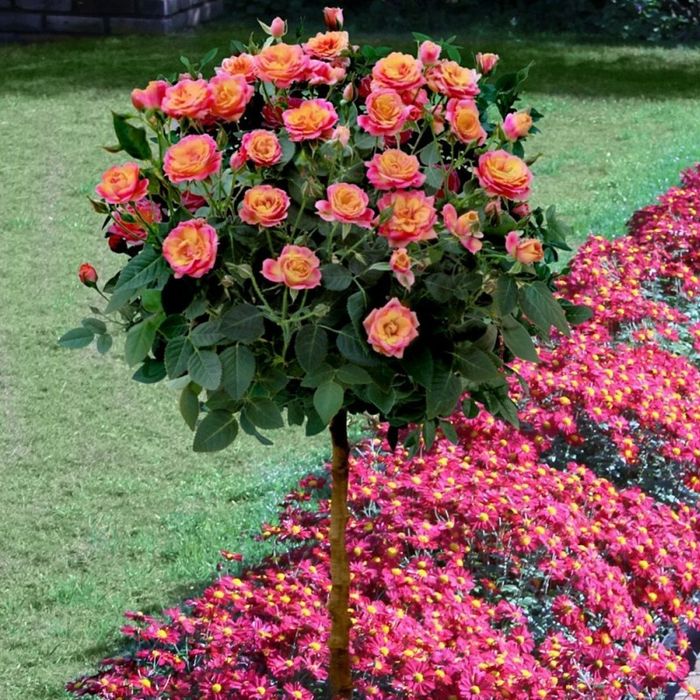 Pomi Ornamentali trandafitri  de tip pomisor