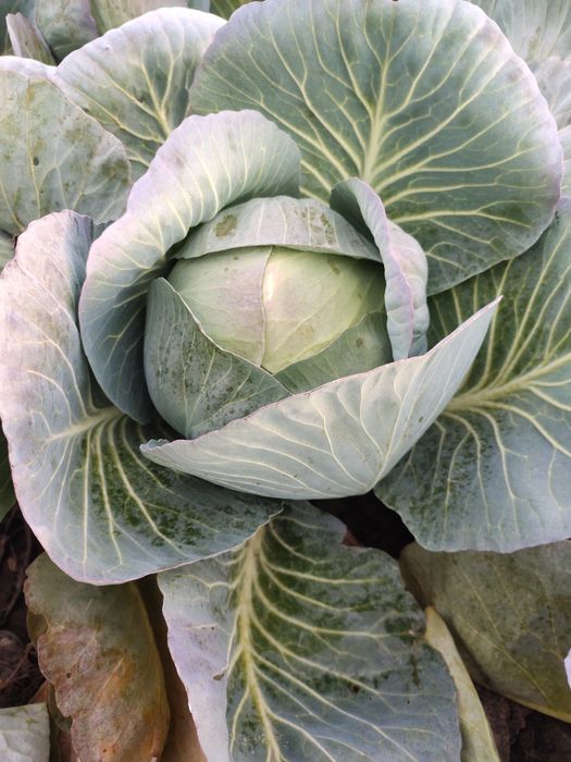 Varza de pastrare agresor