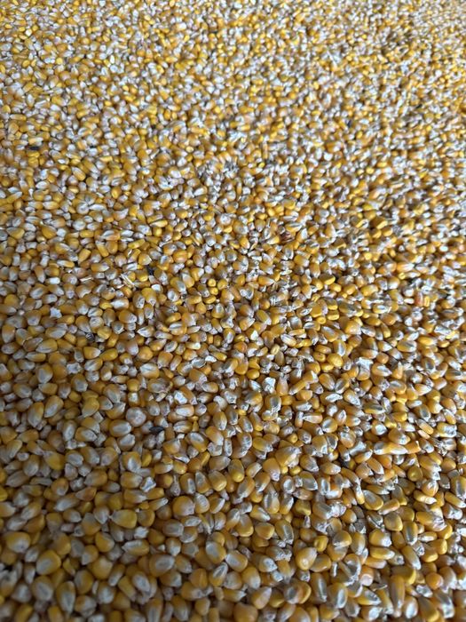 Vand porumb grau floarea soarelui