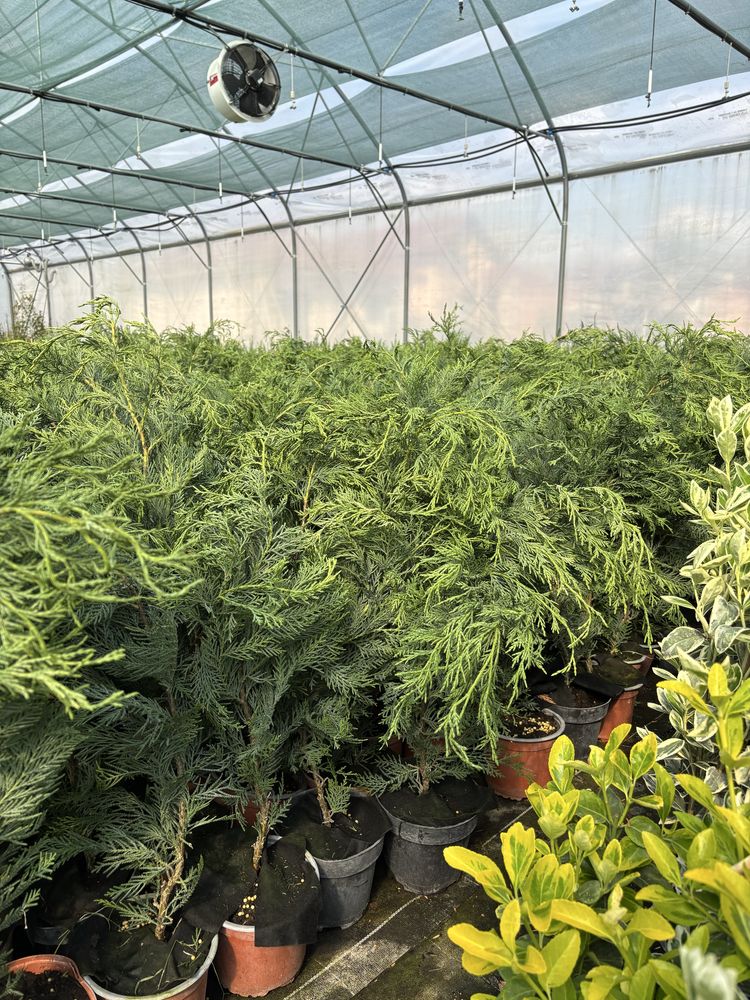Chiparos Leylandii gard viu