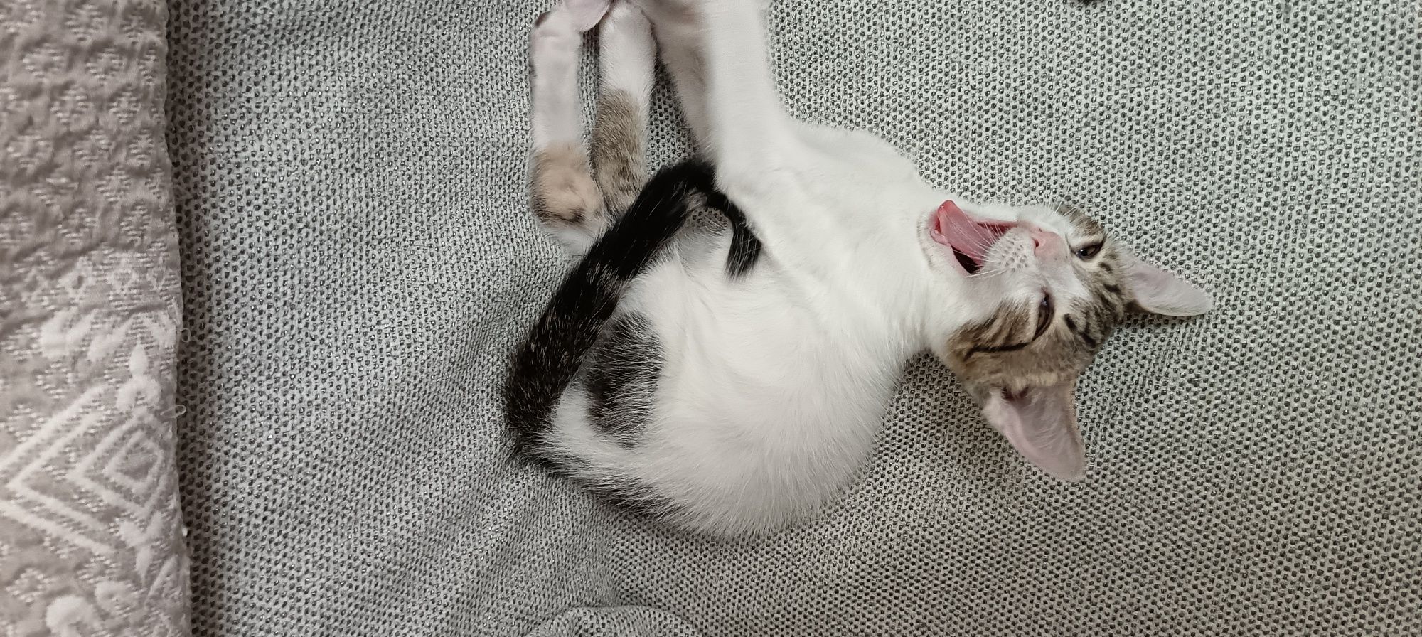 Котенок (мальчик}