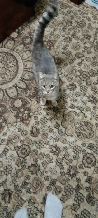 Мушук сотилади 1йош