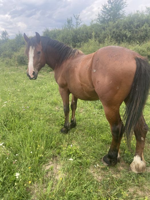 Iapa,cāstrat, mânji