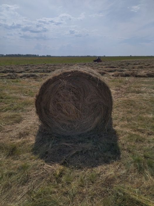 Продам сено в рулонах