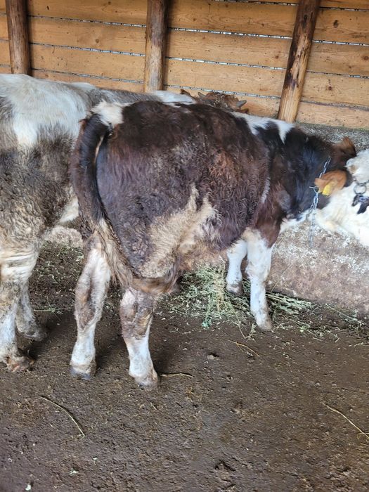 Vand 6 tauri foarte buni