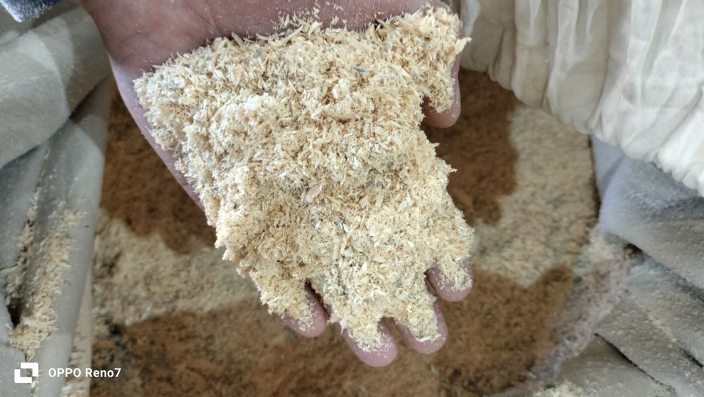 апелка ағаш үгіні