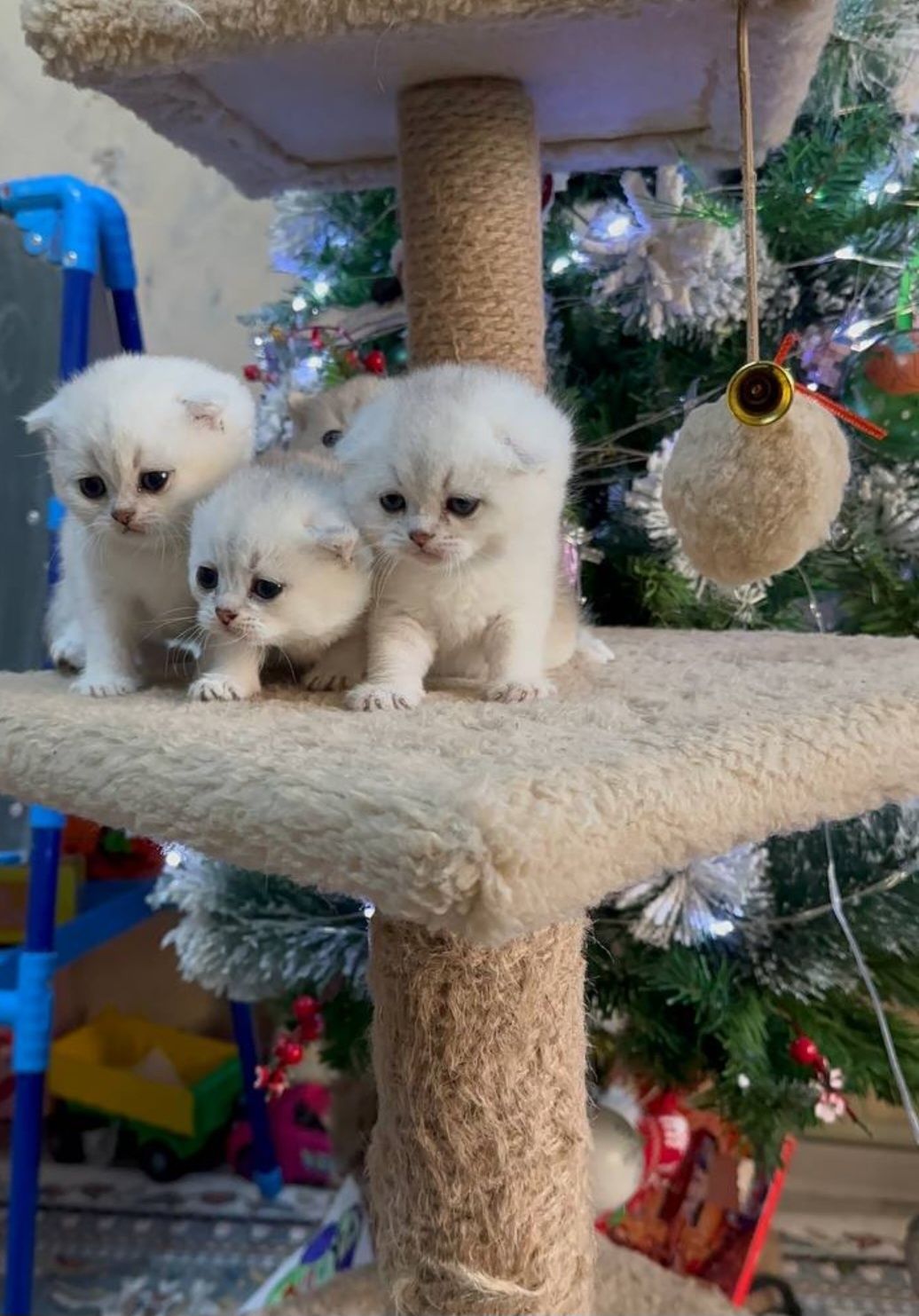 Продаются Котята