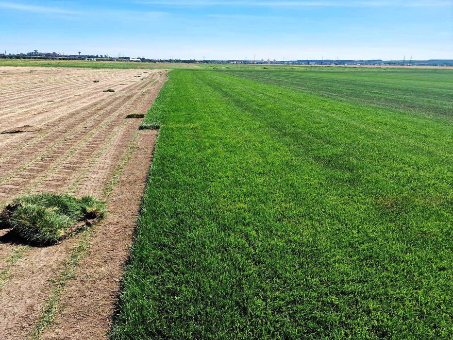 GAZON RULOU sport - Craiova